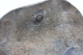 IMG_4343.jpg